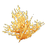 Yellow Coral Bush