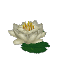 White Waterlily